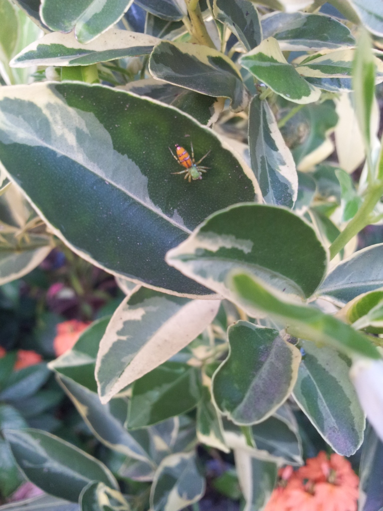 little spider on variegated calamondin leaf