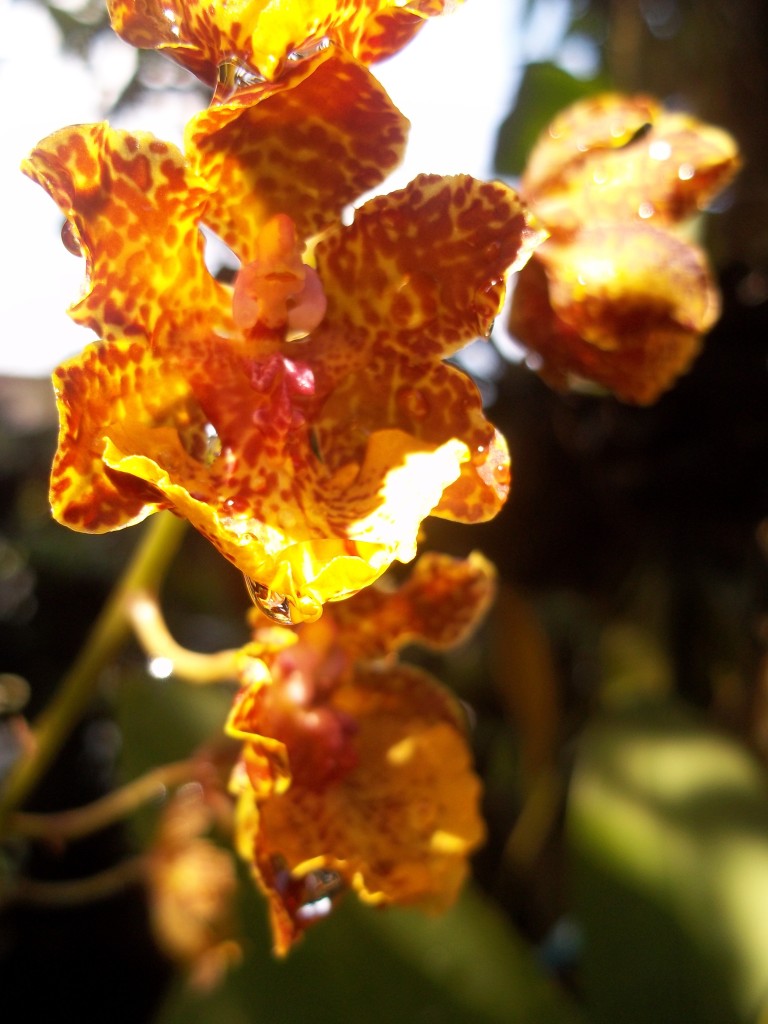 Oncidium - Tolumnia orchid